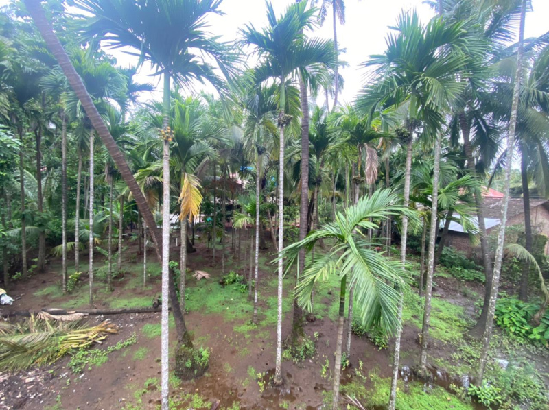 Agriculture Plot for sale in Nagaon Alibag