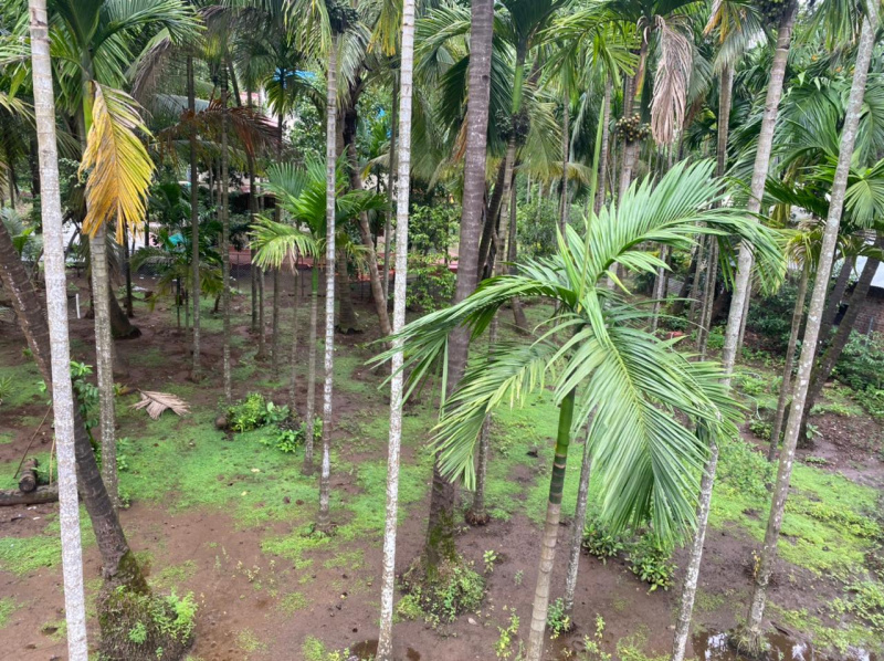 Agriculture Plot for sale in Nagaon Alibag