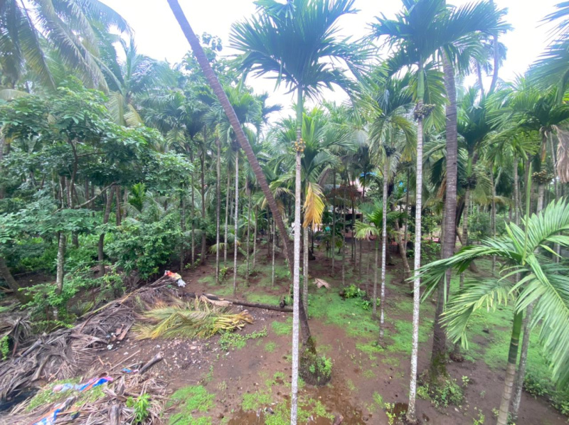 Agriculture Wadi plot in Nagaon Alibag