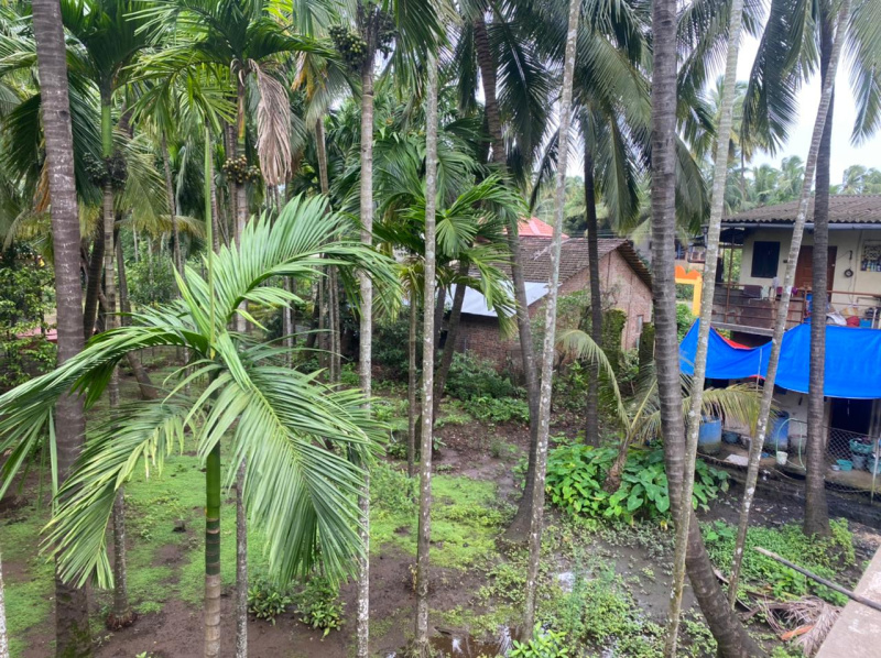 Agriculture Wadi plot in Nagaon Alibag