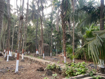 Alibag revdanda main road touch agriculture plot