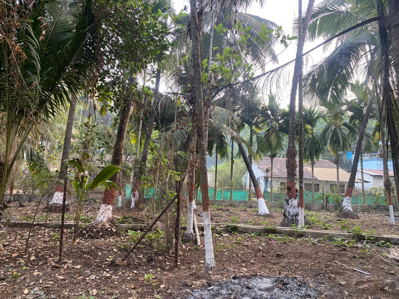 Main Road Touch Agriculture wadi plot in Alibag Nagaon