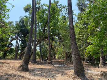 Agriculture wadi plot in Alibag Chaul