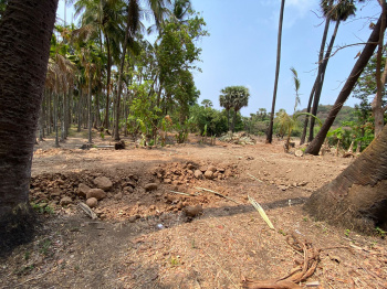 Agriculture wadi plot in Alibag Chaul