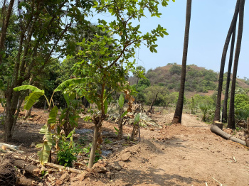 ALIBAG CHAUL HILL VIEW  AGRICULTURE WADI PLOT