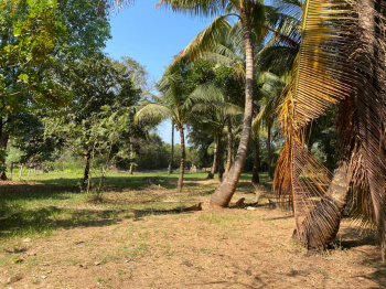 Agriculture Wadi plot in Nagaon Alibag