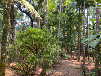 Alibag Nagaon Agriculture Wadi Plot For Sale