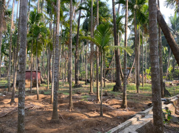 Agriculture Wadi plot in Nagaon Alibag
