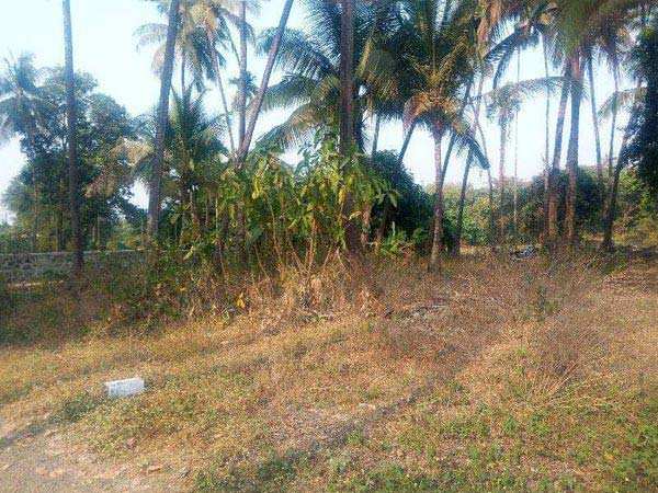 Farm Land for Sale in Alibag, Raigad (9000 Sq.ft.)