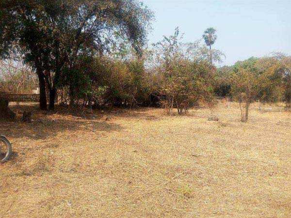 Farm Land for Sale in Alibag, Raigad (65 Guntha)
