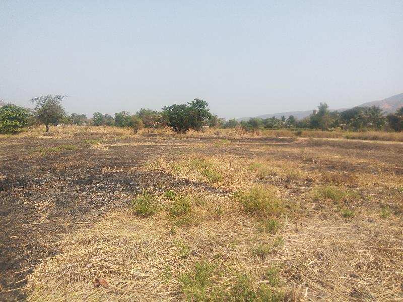 Farm Land for Sale in Alibag, Raigad (65 Guntha)