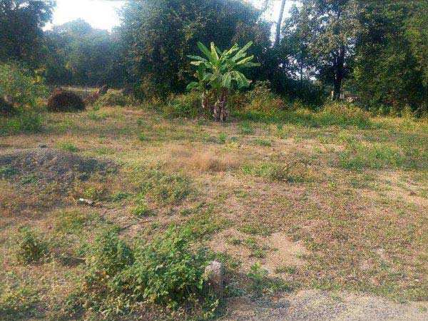 Farm Land for Sale in Alibag, Raigad (7200 Sq.ft.)