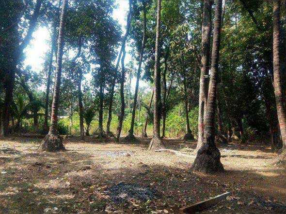 Farm Land for Sale in Alibag, Raigad (5700 Sq.ft.)