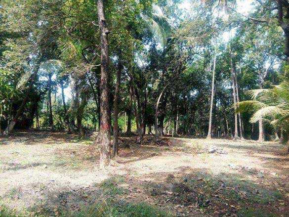 Farm Land for Sale in Alibag, Raigad (7000 Sq.ft.)
