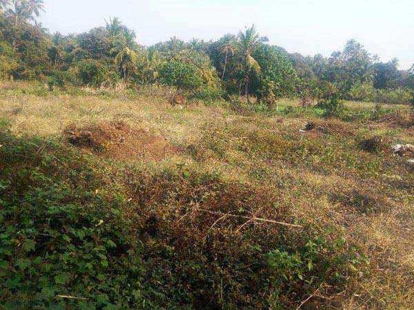 Farm Land for Sale in Alibag, Raigad (1100 Sq. Meter)