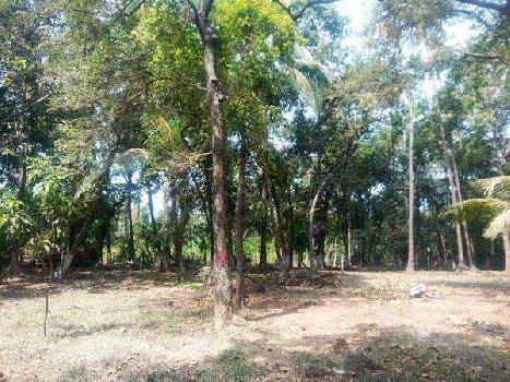 Agricultural/Farm Land for Sale in Alibag, Raigad (5100 Sq.ft.)