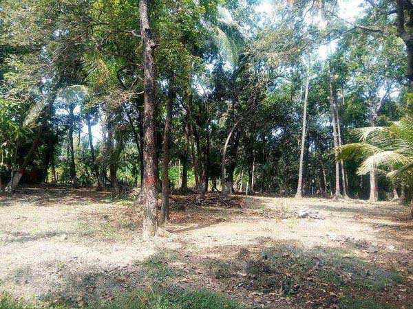 Agricultural/Farm Land for Sale in Alibag, Raigad (6900 Sq.ft.)