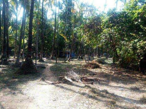 Agricultural/Farm Land for Sale in Alibag, Raigad (6300 Sq.ft.)