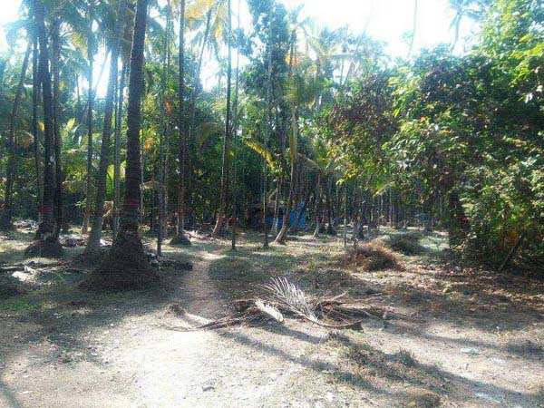 Agricultural/Farm Land for Sale in Alibag, Raigad (7000 Sq.ft.)