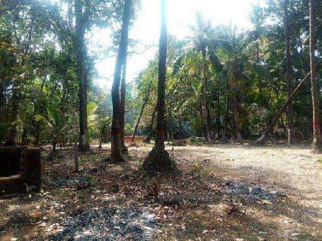 Agricultural/Farm Land for Sale in Alibag, Raigad (6900 Sq.ft.)