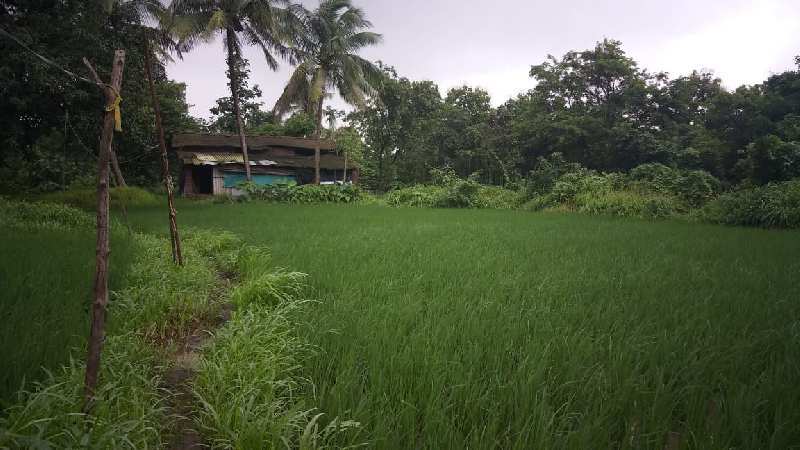 5000 Sq.ft. Agricultural/Farm Land for Sale in Alibag, Raigad
