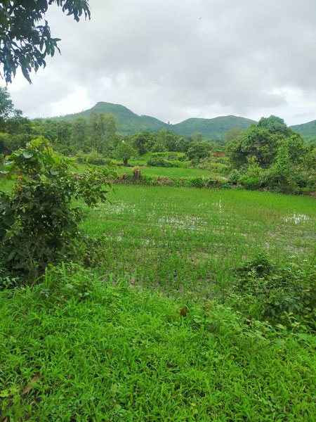 3 Acre Agricultural/Farm Land for Sale in Igatpuri, Nashik
