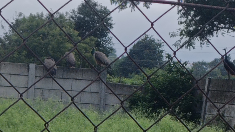 Agricultural/Farm Land for Sale in Jalalpur, Nashik (19 Guntha)