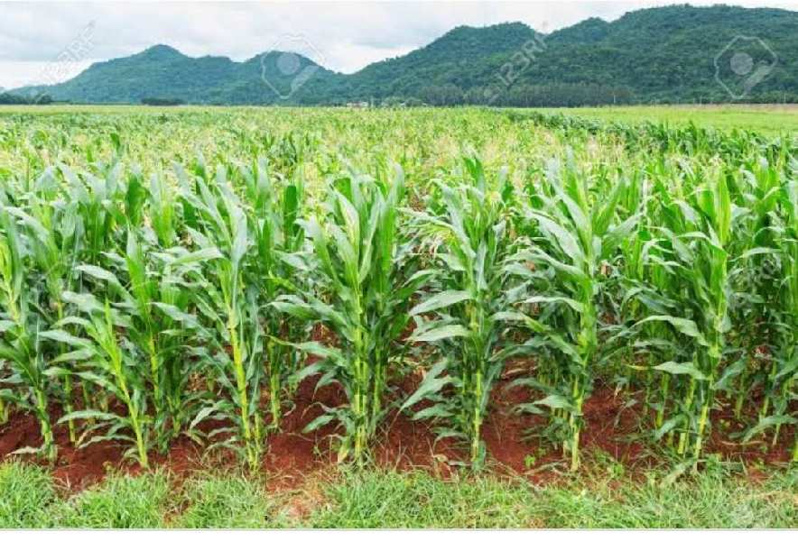 60 acre agriculture property near mahil pur