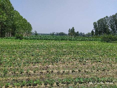 1760000 Acre Agricultural/Farm Land for Sale in Hariana, Hoshiarpur (40 Acre)