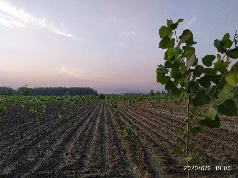 1760000 Acre Agricultural/Farm Land for Sale in Hariana, Hoshiarpur (40 Acre)