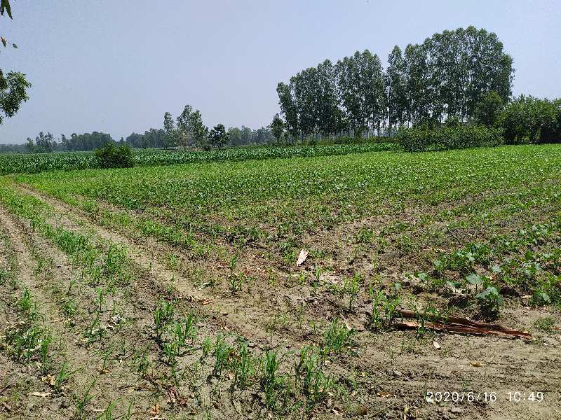 3 Acre Agricultural/Farm Land for Sale in Baghpur, Hoshiarpur