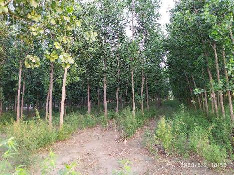 2 Acre Agricultural/Farm Land for Sale in Dasuya Road, Hoshiarpur