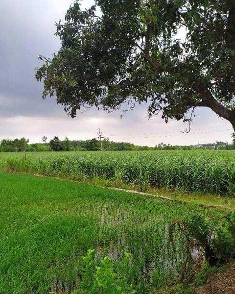 20 Acre Agricultural/Farm Land for Sale in Dasuya Road, Hoshiarpur