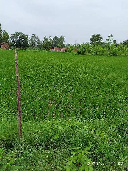 5 Acre Agricultural/Farm Land for Sale in Hariana, Hoshiarpur