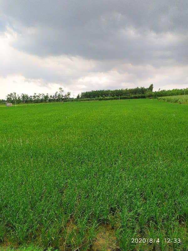 20 Acre Agricultural/Farm Land for Sale in Nasrala, Hoshiarpur