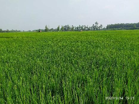 3.5 agriculture land in salla khurd