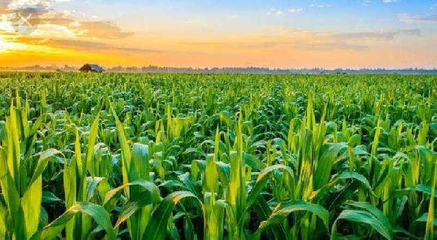Agriculture property for sale near mahilpur