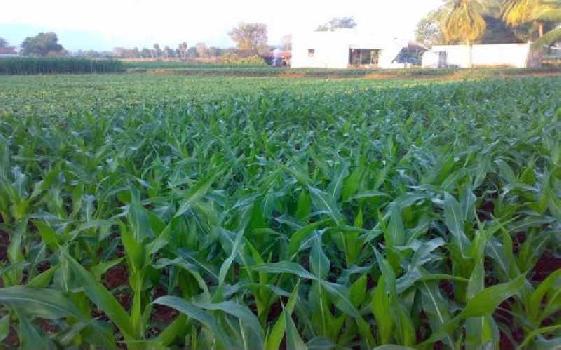 10 acre agriculture land for sale near Tanda