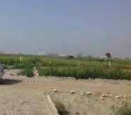 4 Acre Agricultural/Farm Land for Sale in Shahbad Daulatpur, Delhi
