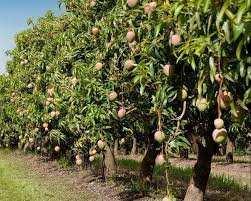 Property for sale in Miranpur, Muzaffarnagar