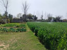 1 Acre Agricultural/Farm Land for Sale in Tikri, Gurgaon