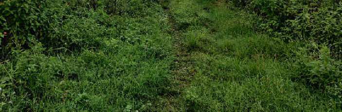 3930 Sq. Yards Agricultural/Farm Land for Sale in Mussoorie Road, Dehradun