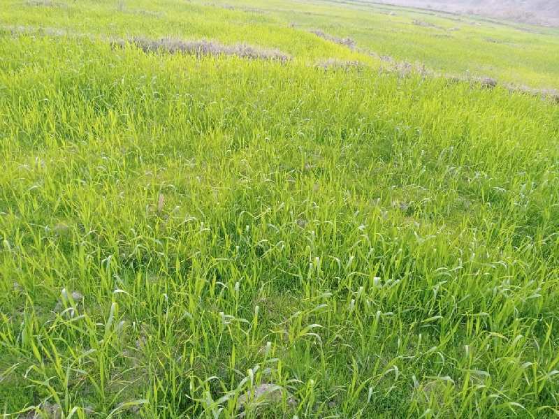 15 Bigha Agricultural/Farm Land for Sale in Bhauwala, Dehradun