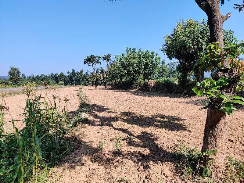 5.50 Bigha Agricultural/Farm Land for Sale in Sahaspur, Dehradun