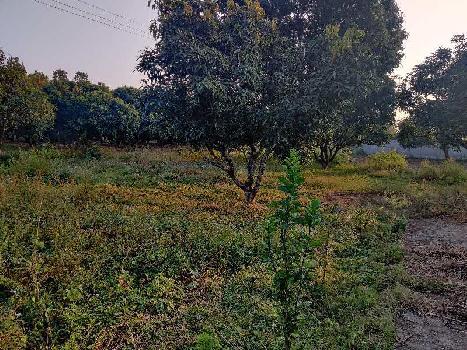 3 Bigha Agricultural/Farm Land for Sale in Vikas Nagar, Dehradun