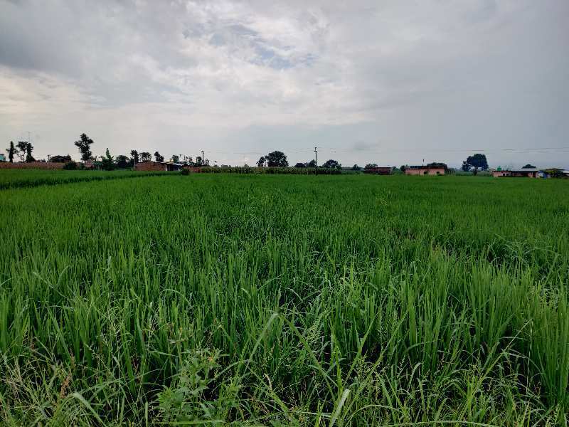 38 Bigha Agricultural/Farm Land for Sale in Chakrata Road, Dehradun