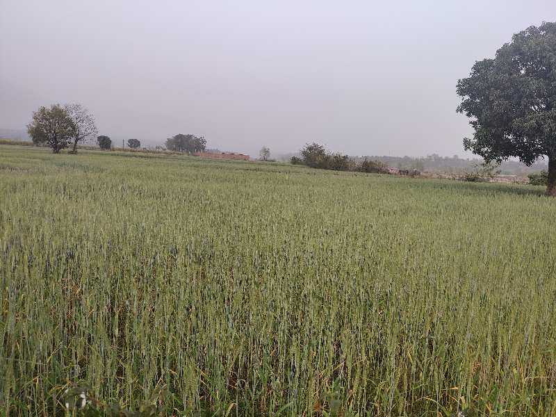 6 Bigha Agricultural/Farm Land for Sale in Vikas Nagar, Dehradun