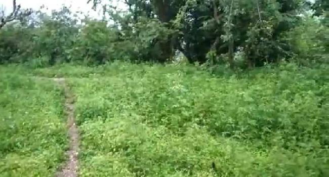 55 Bigha Agricultural/Farm Land for Sale in Doiwala, Dehradun