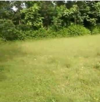 500 Bigha Residential Plot for Sale in Vikas Nagar, Dehradun