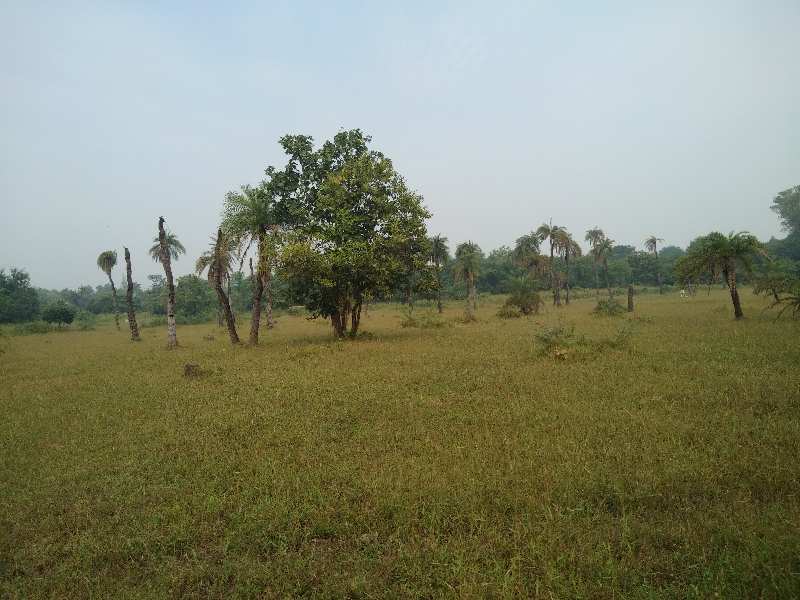 10 Acre Agricultural/Farm Land for Sale in Bhilad, Vapi